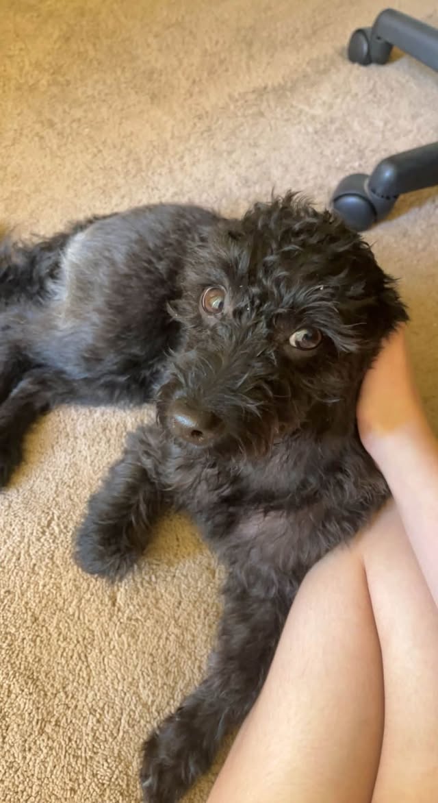 Lost dog