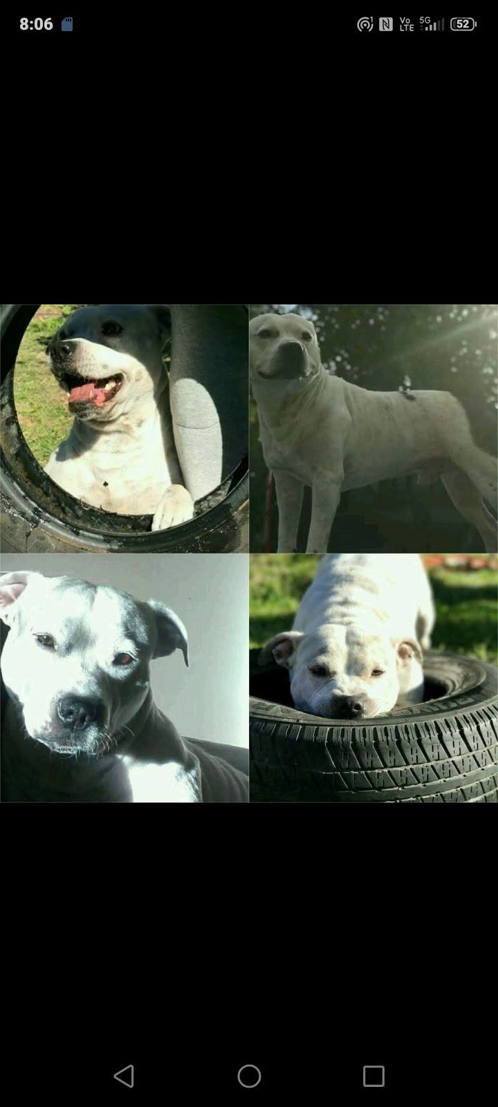 Lost dog