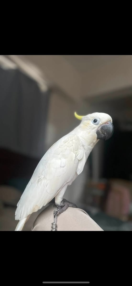Lost Bird in Sai Wan Ho