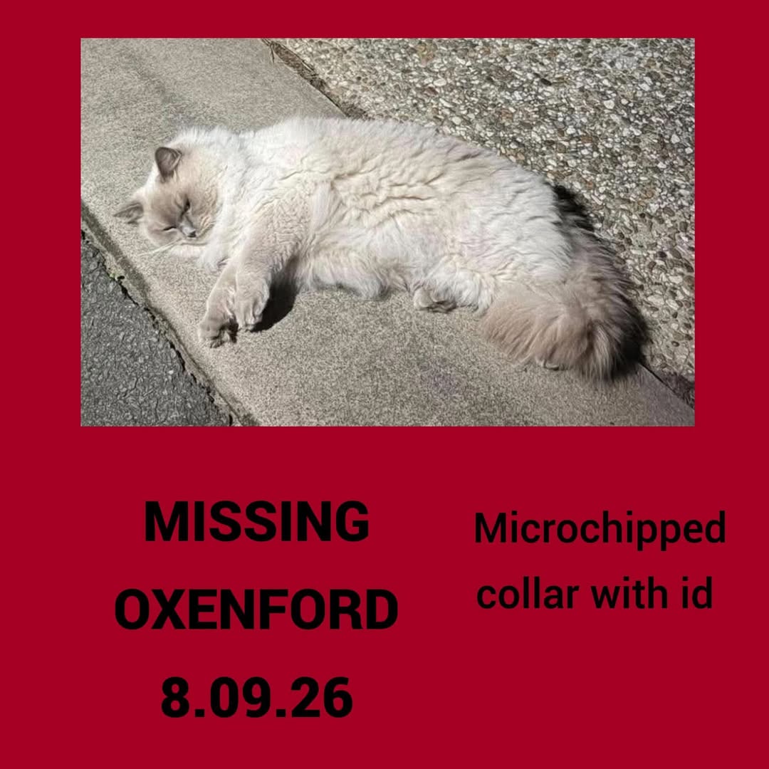 Lost cat