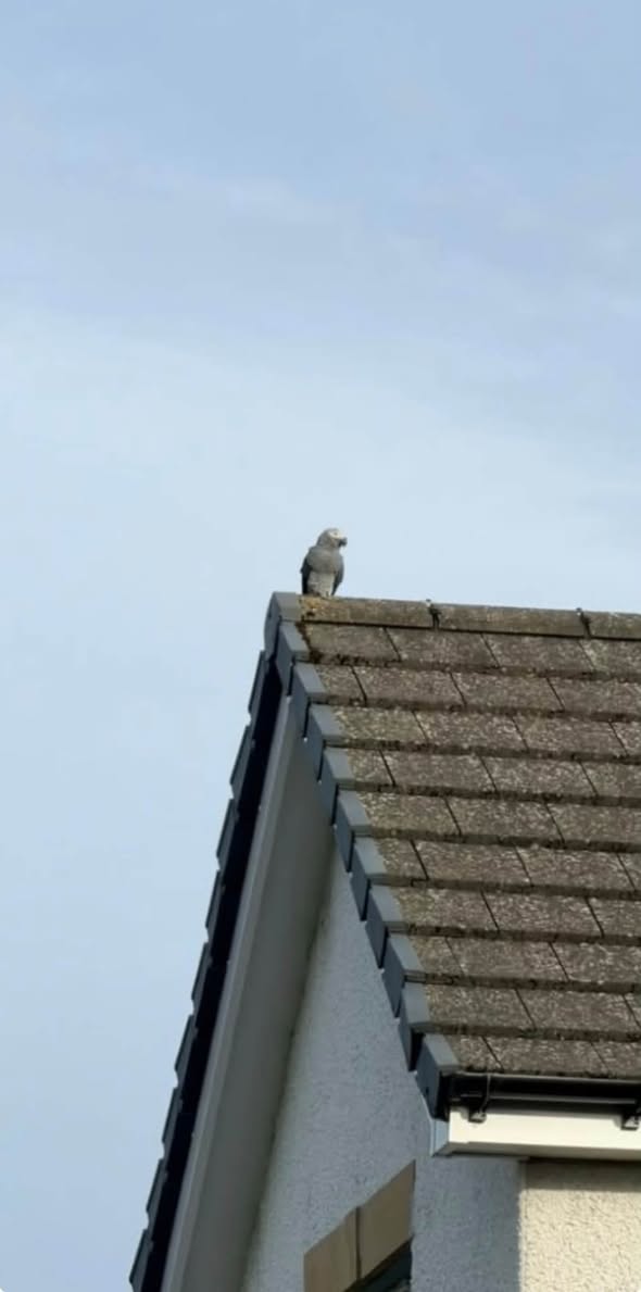 Lost Bird in Glasgow