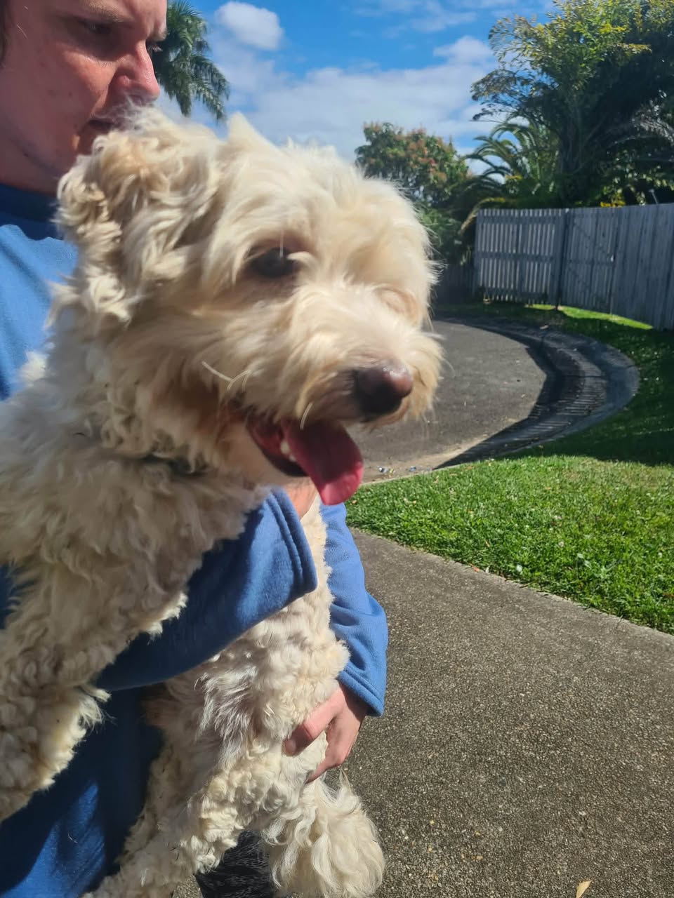 Found dog