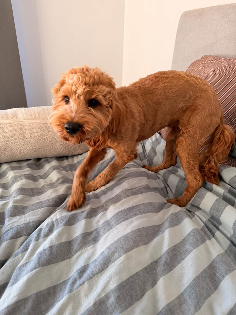 Found dog