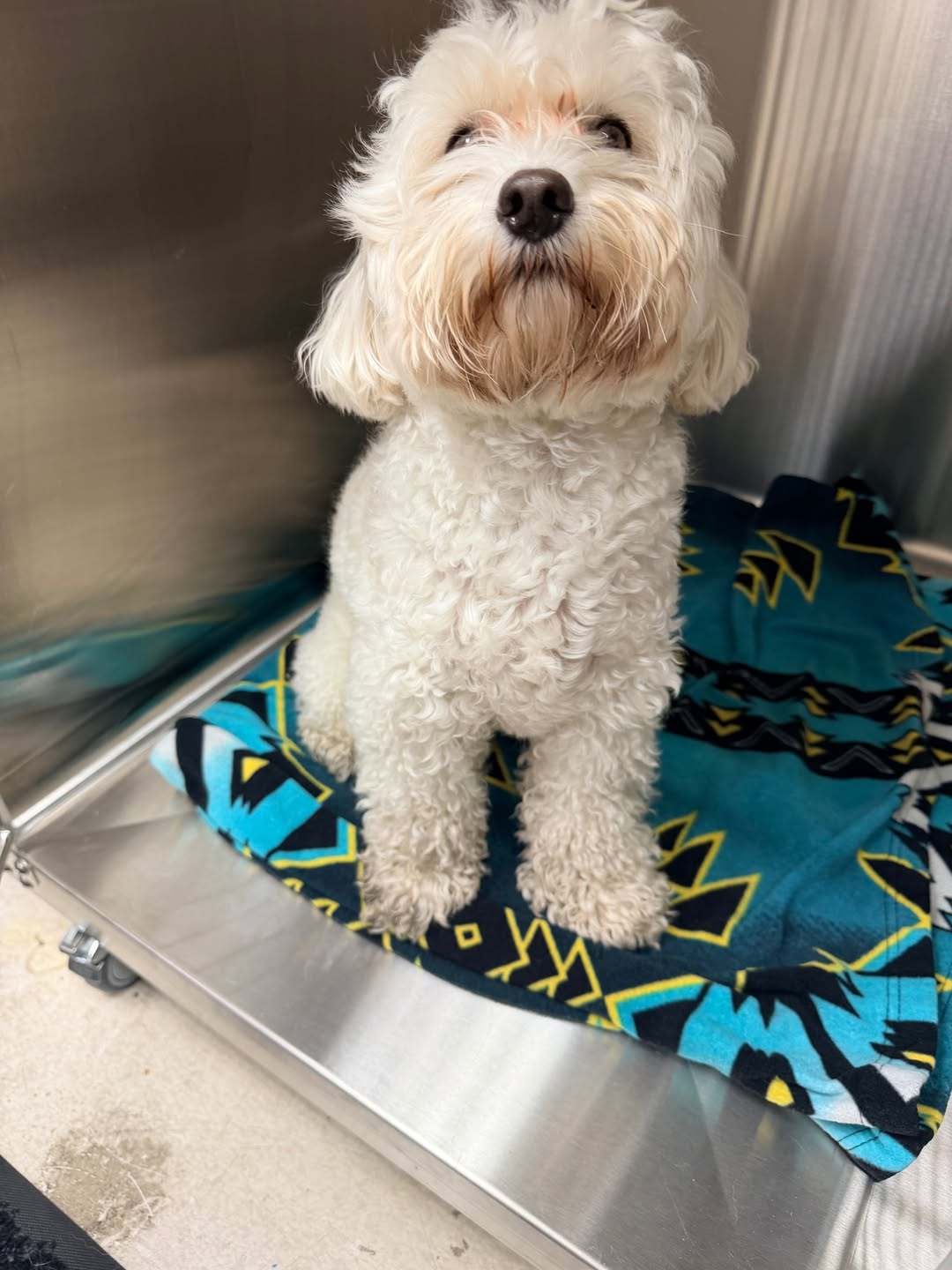 Found dog