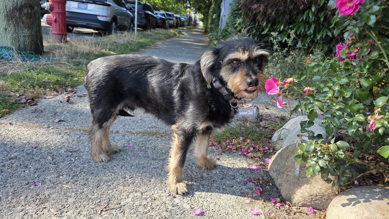 Found dog