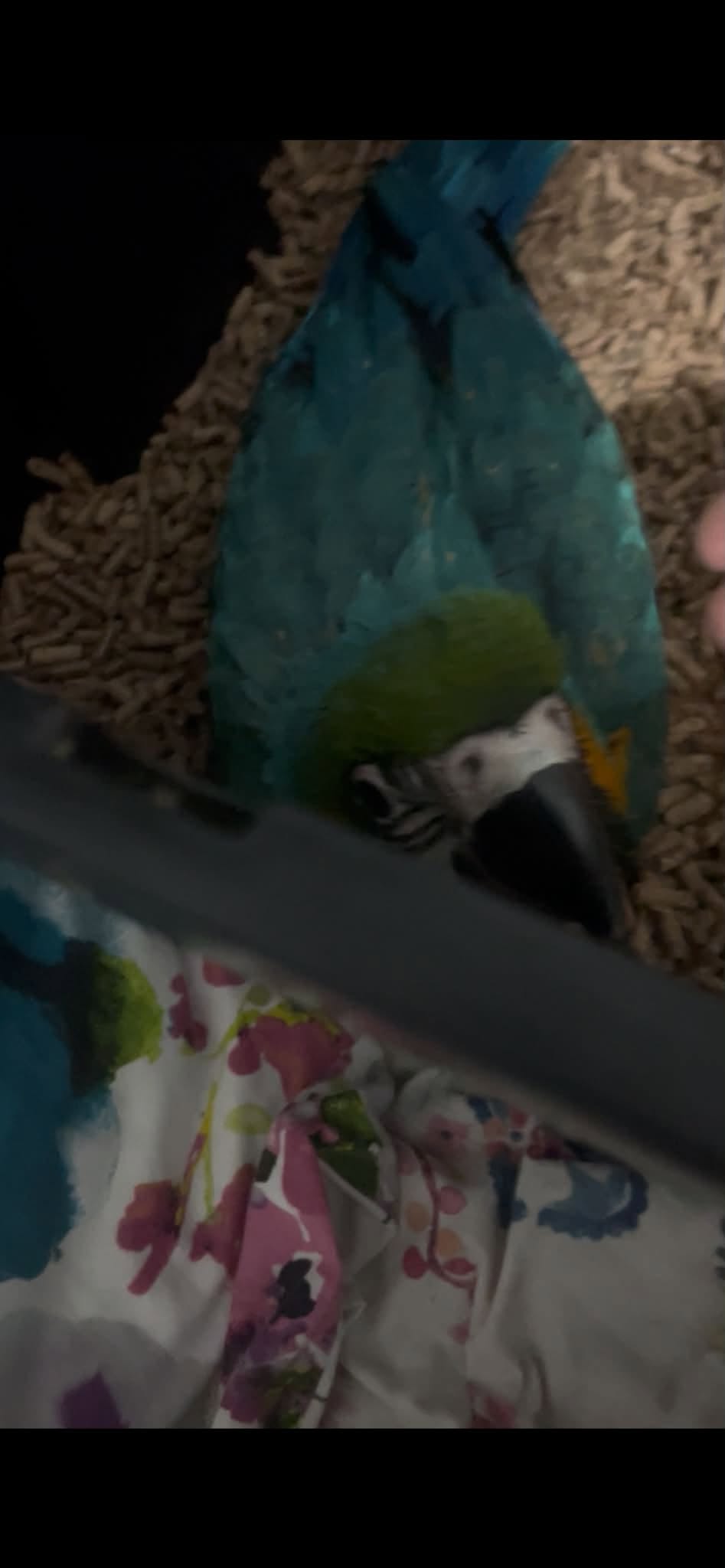 Lost bird