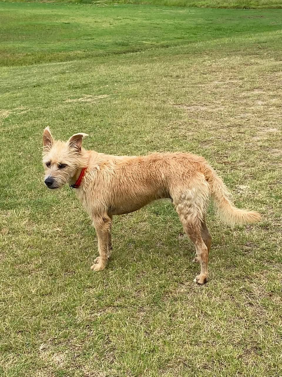Lost Dog in Gold Coast