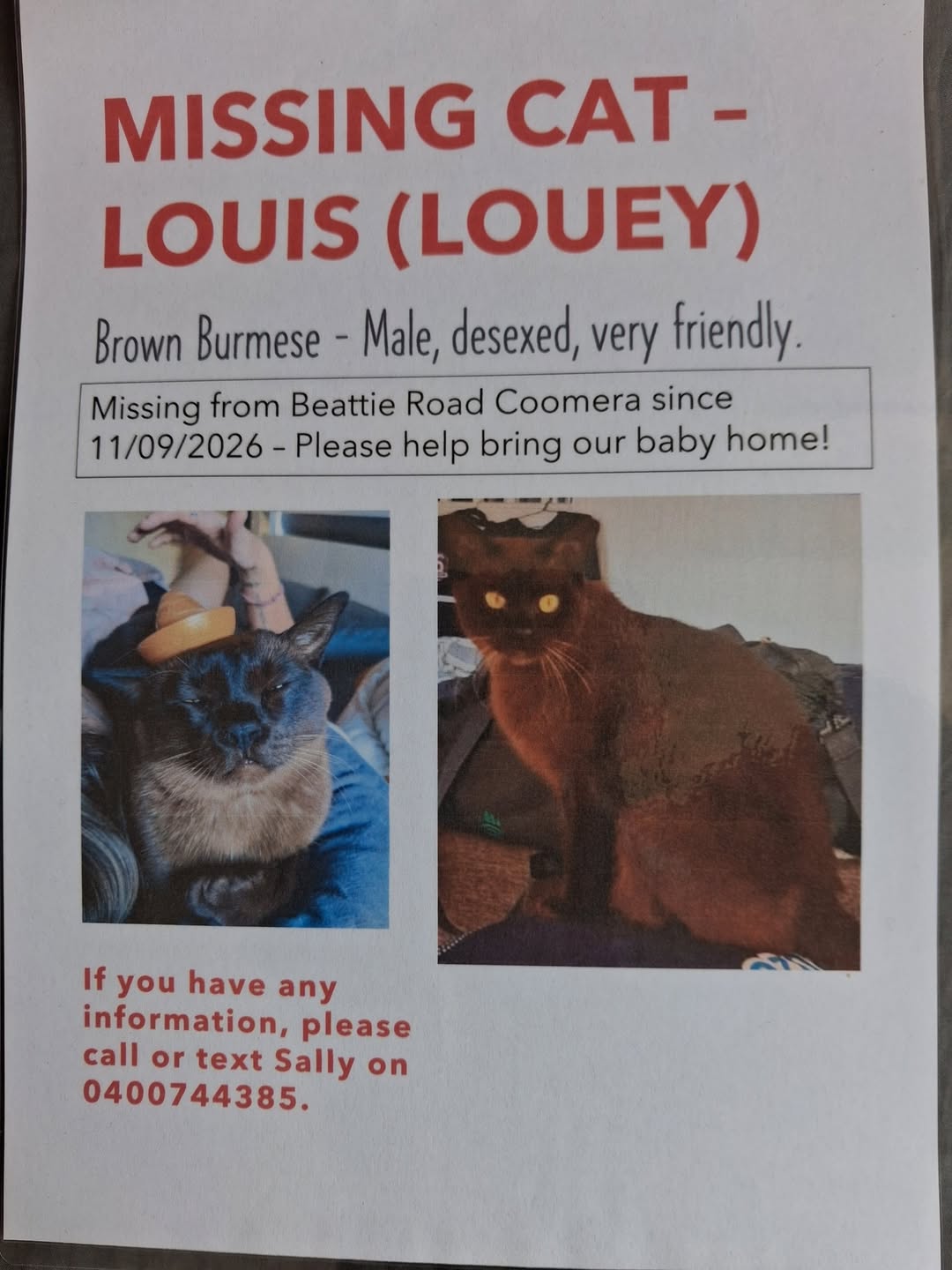 Lost cat