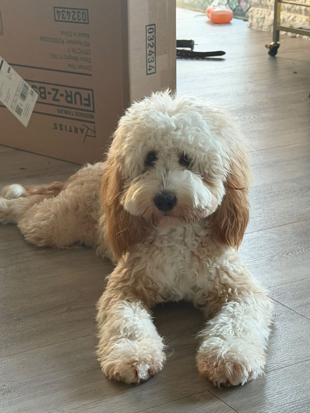 Lost dog