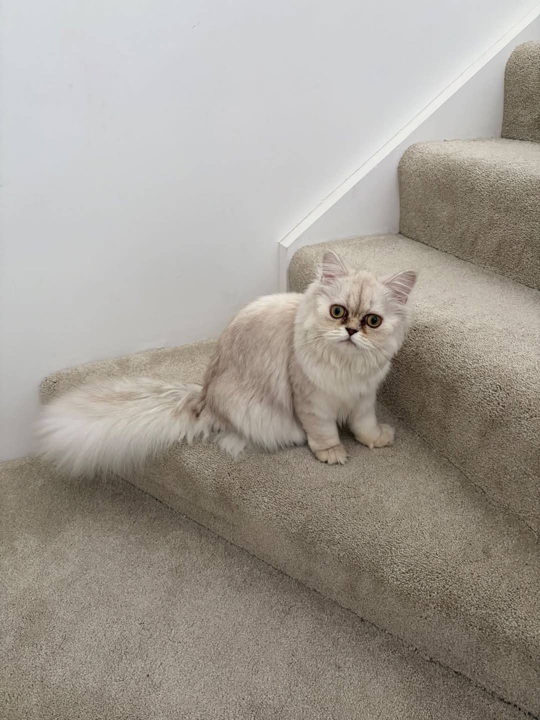 Lost cat