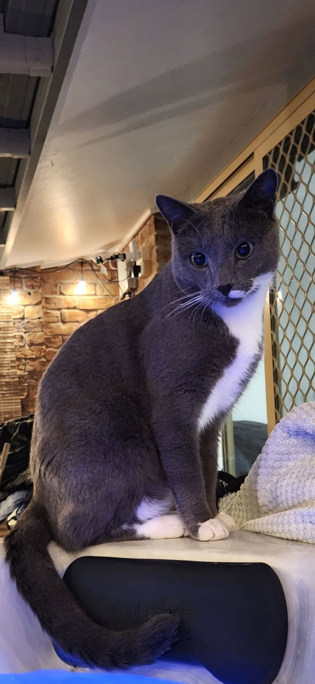 Lost cat