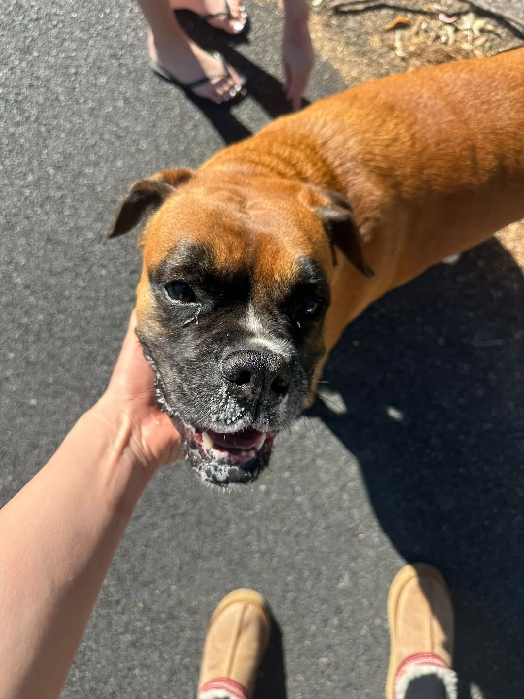 Found dog