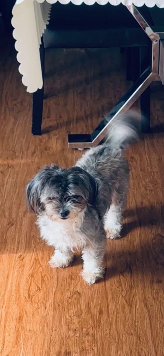 Lost dog