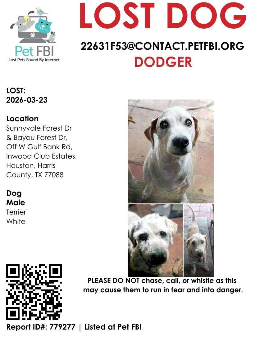 Lost dog