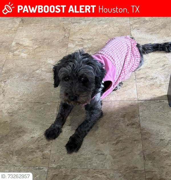 Lost dog