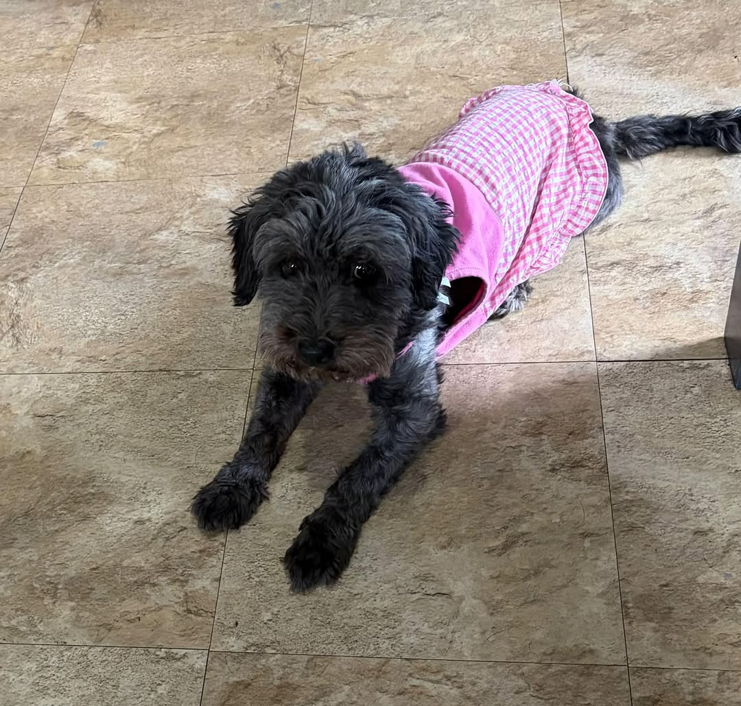 Lost Dog in Houston