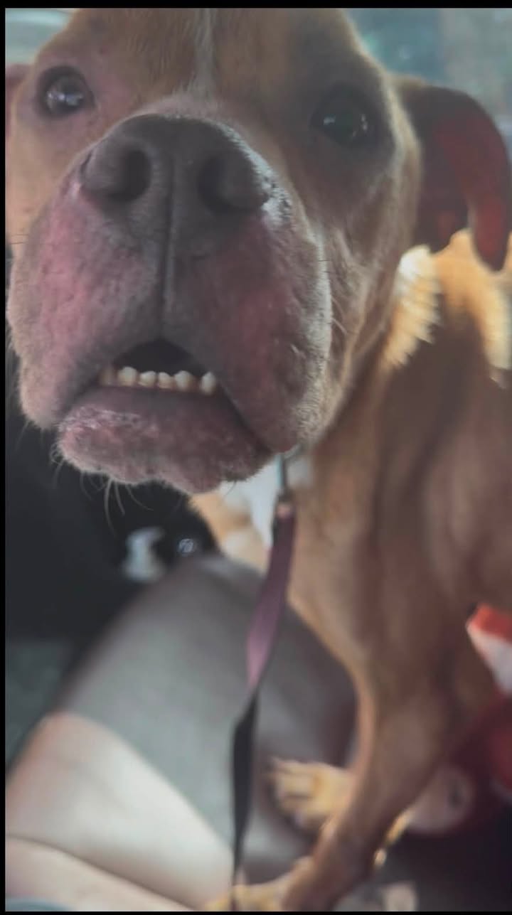 Found dog