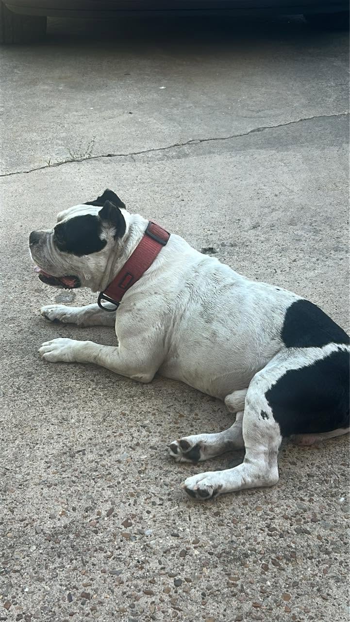 Found dog