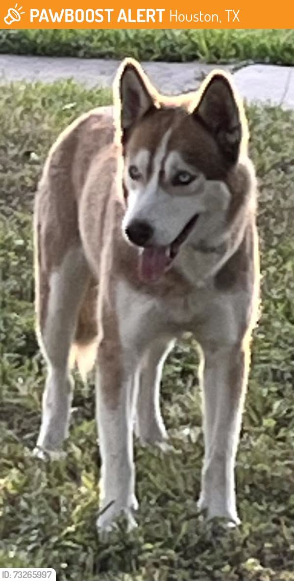Found dog