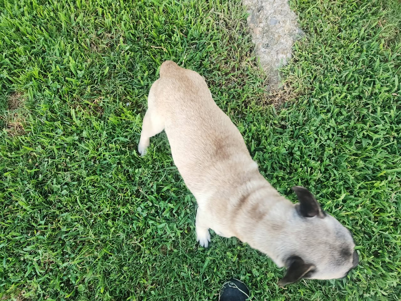 Lost Dog in Houston