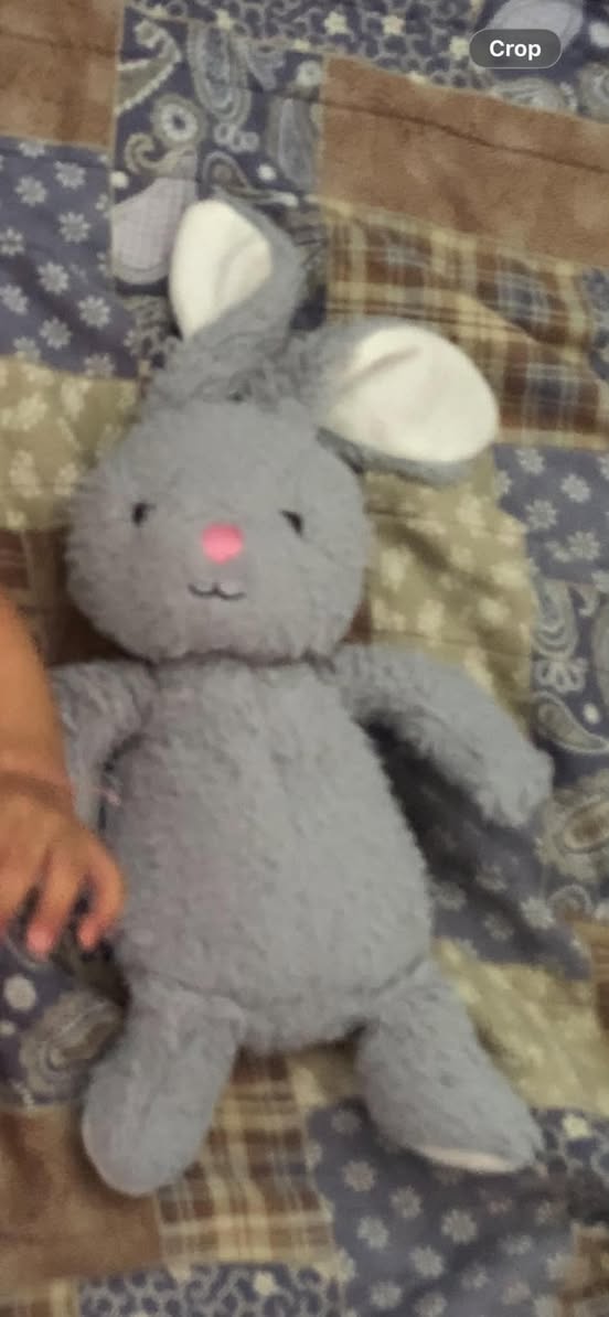 Lost Toy in Gold Coast