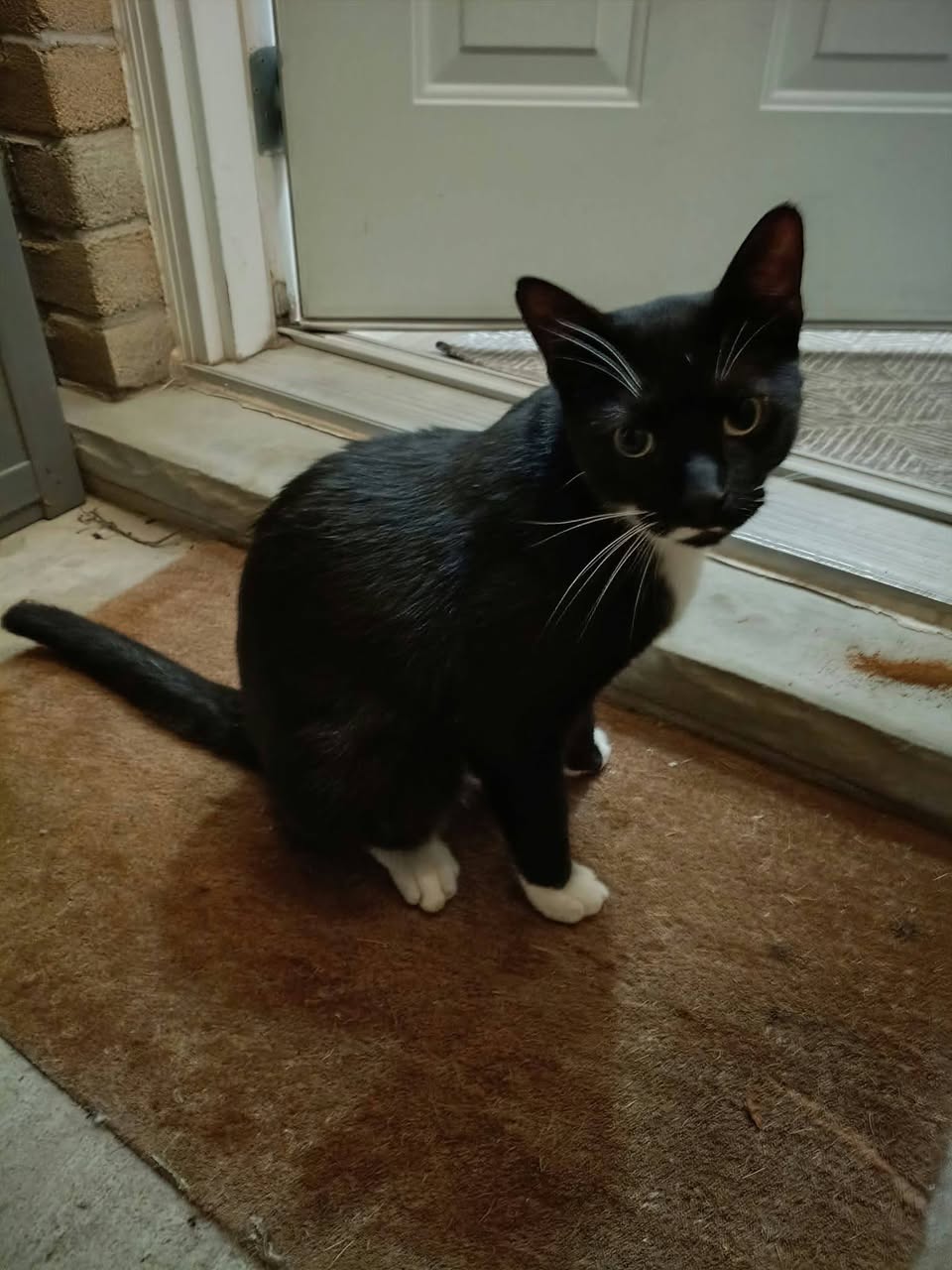 Found cat