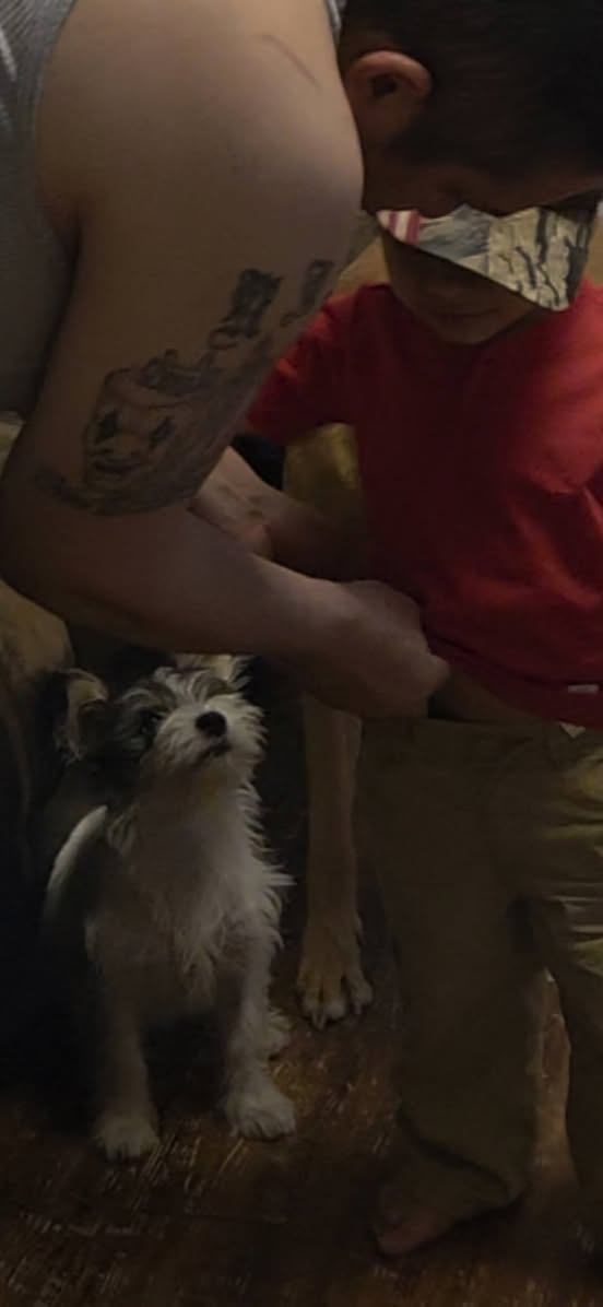 Lost Dog in Jacinto City
