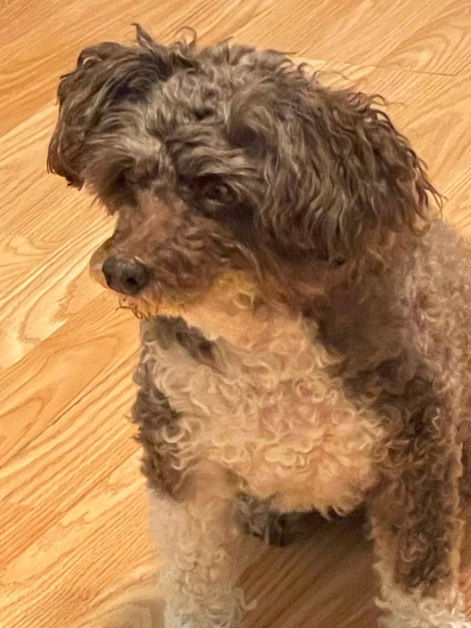 Lost dog