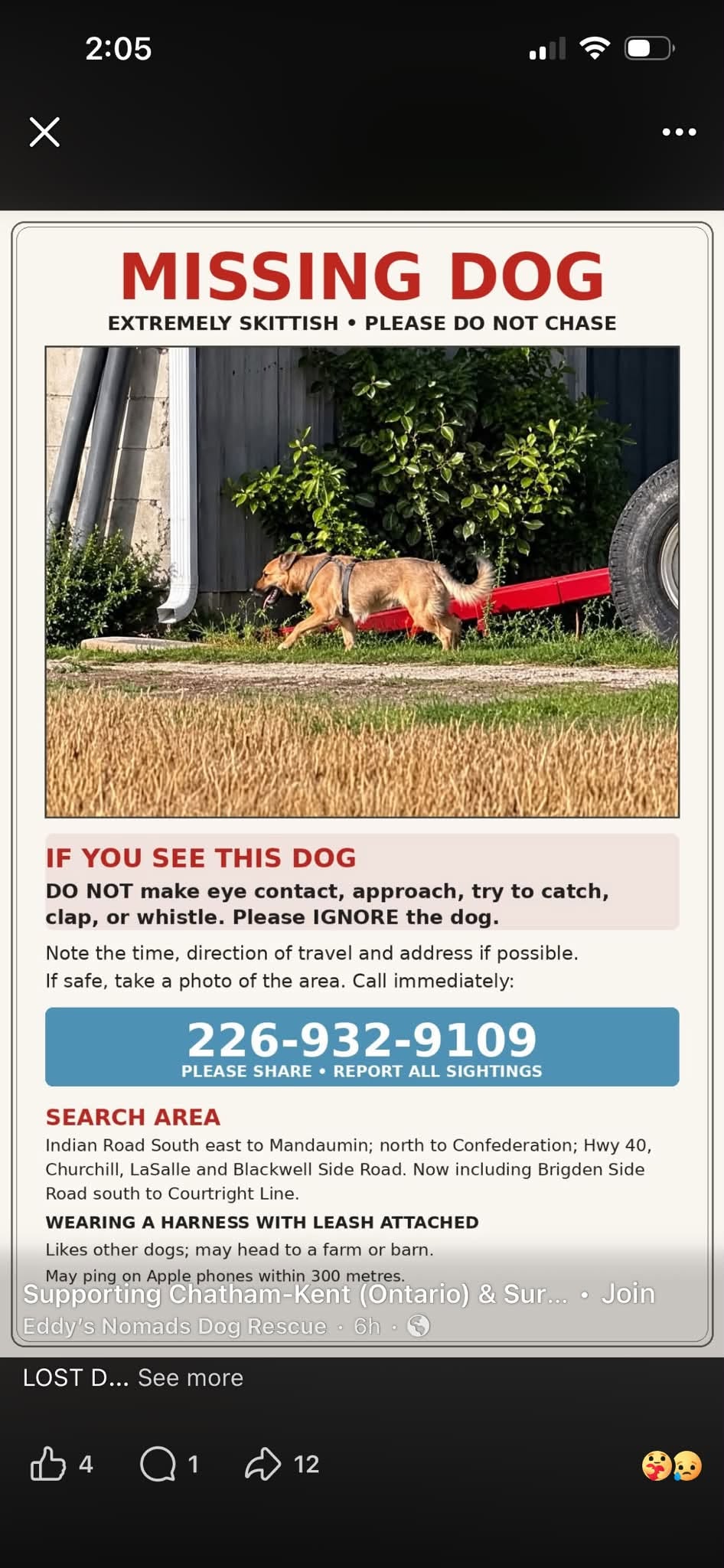 Lost dog