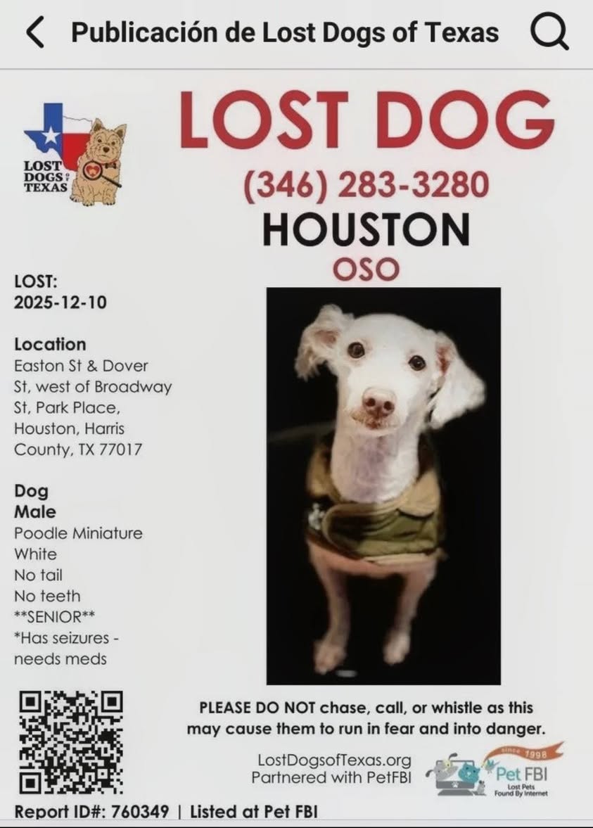 Lost Dog in Houston