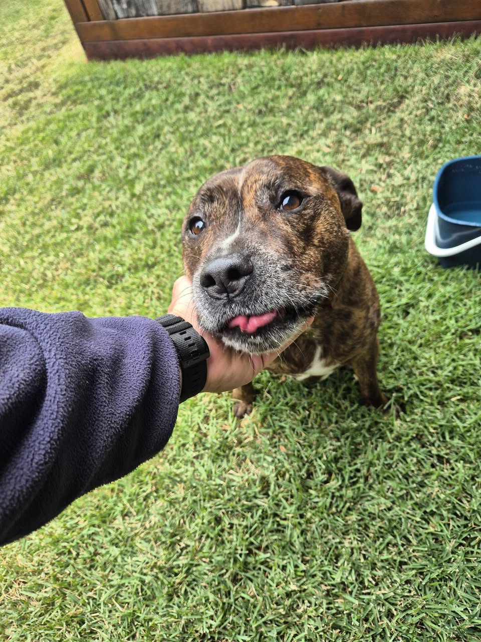Found dog