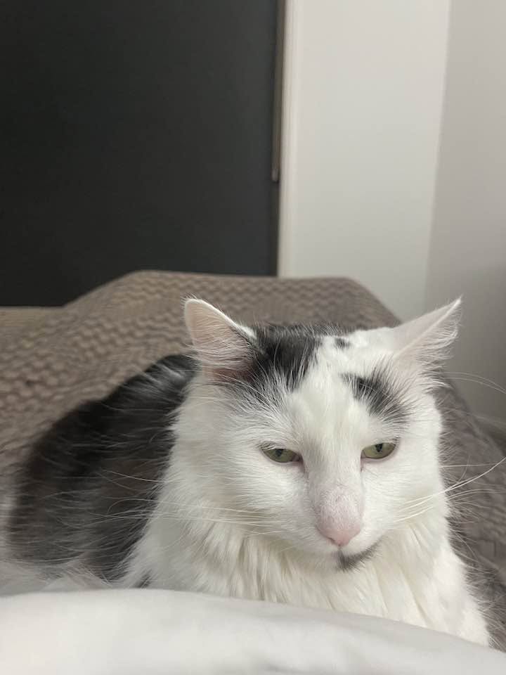 Lost cat