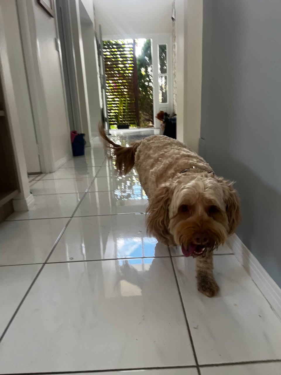 Found dog