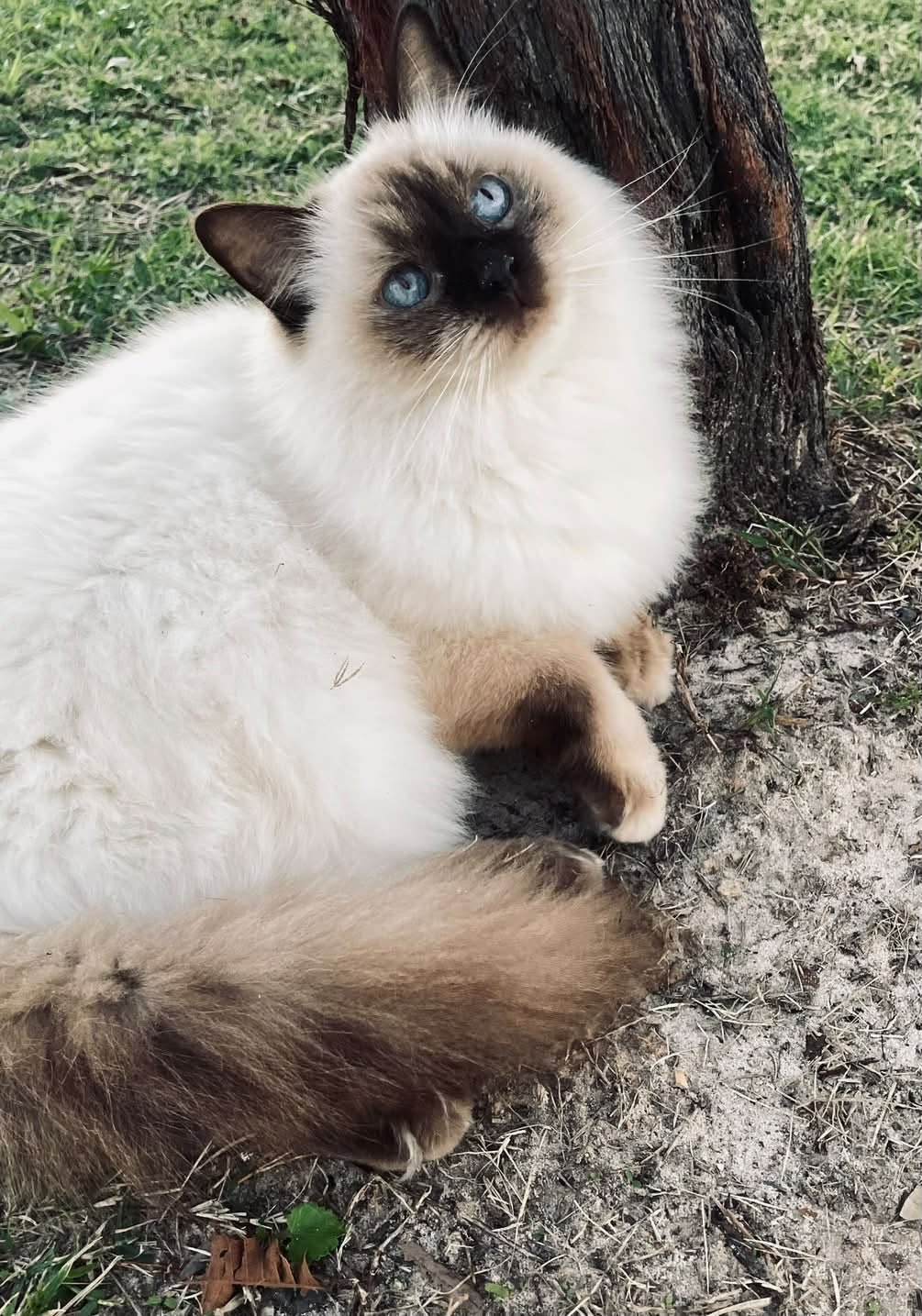 Lost cat
