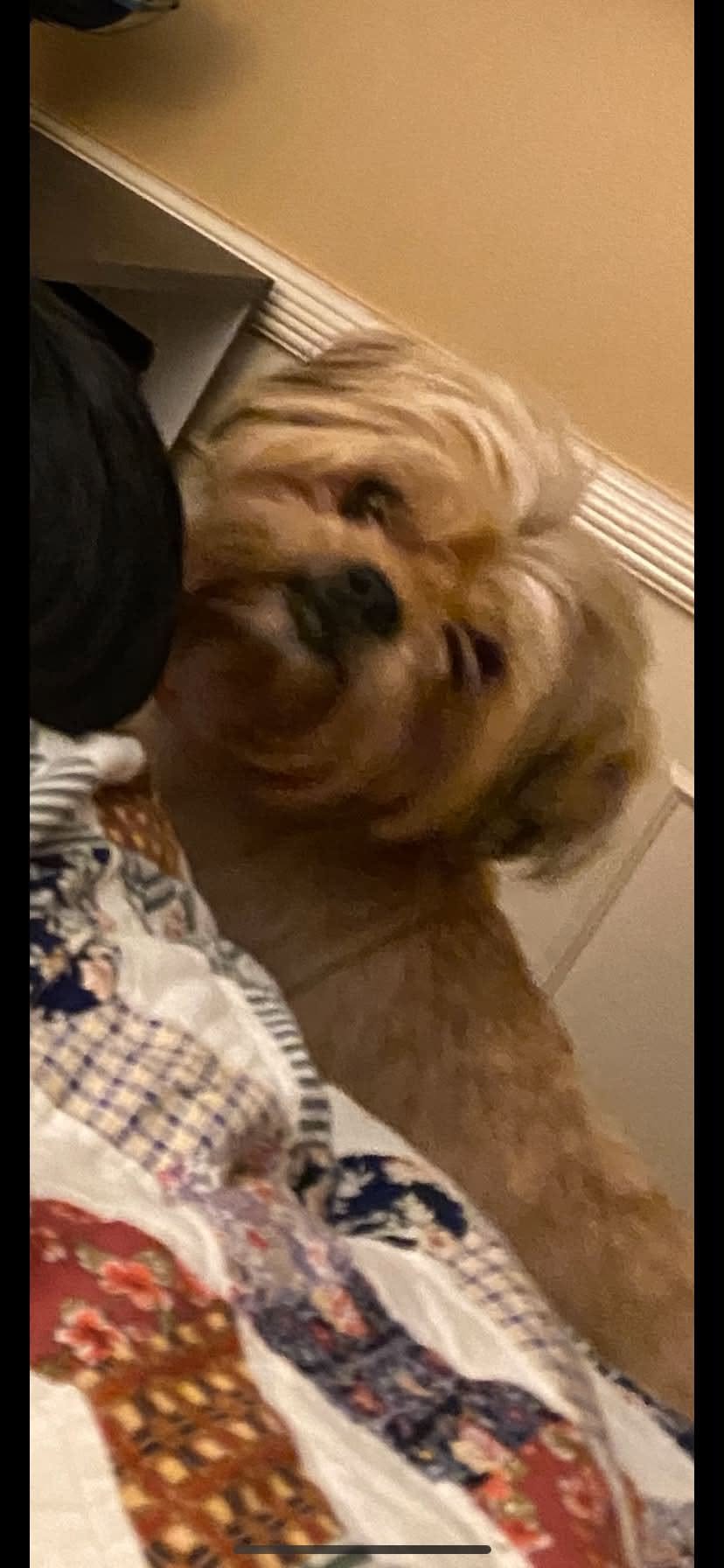Lost dog
