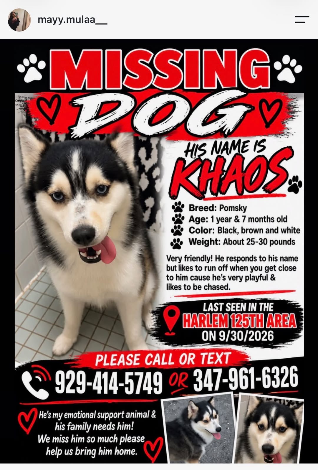 Lost dog