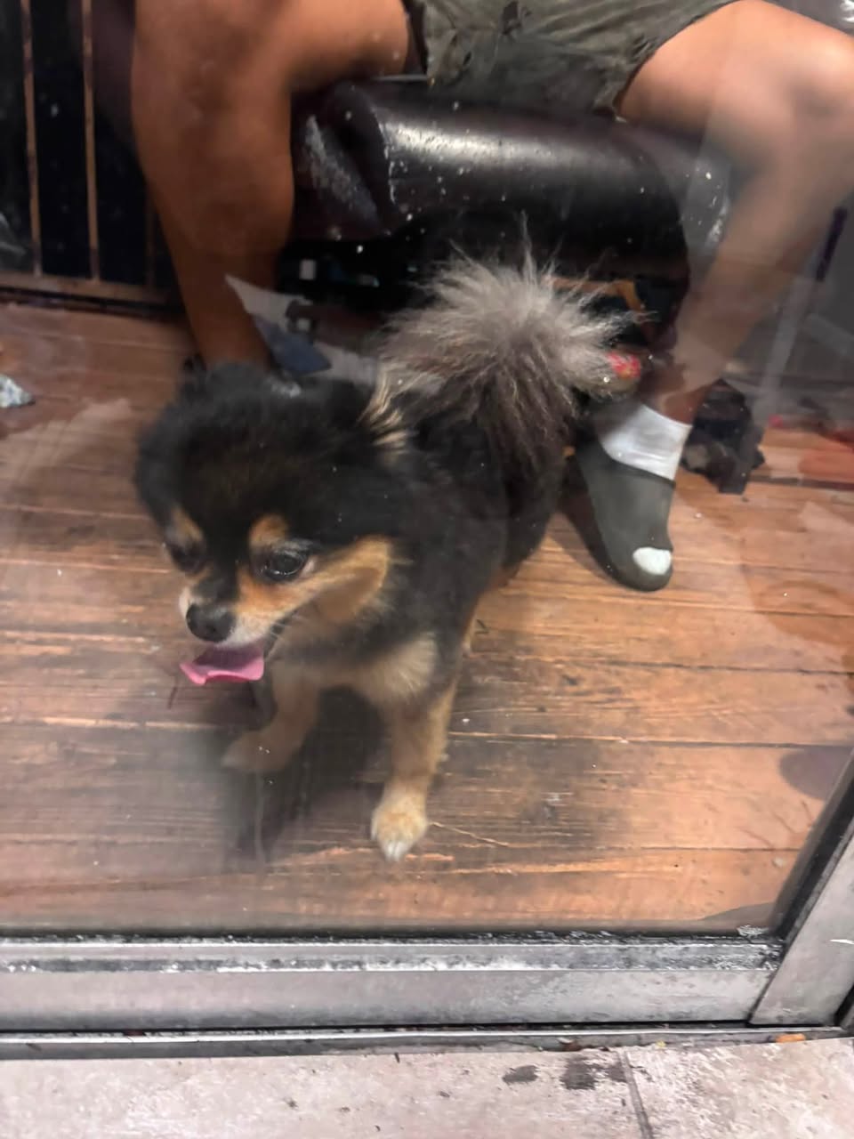 Found dog