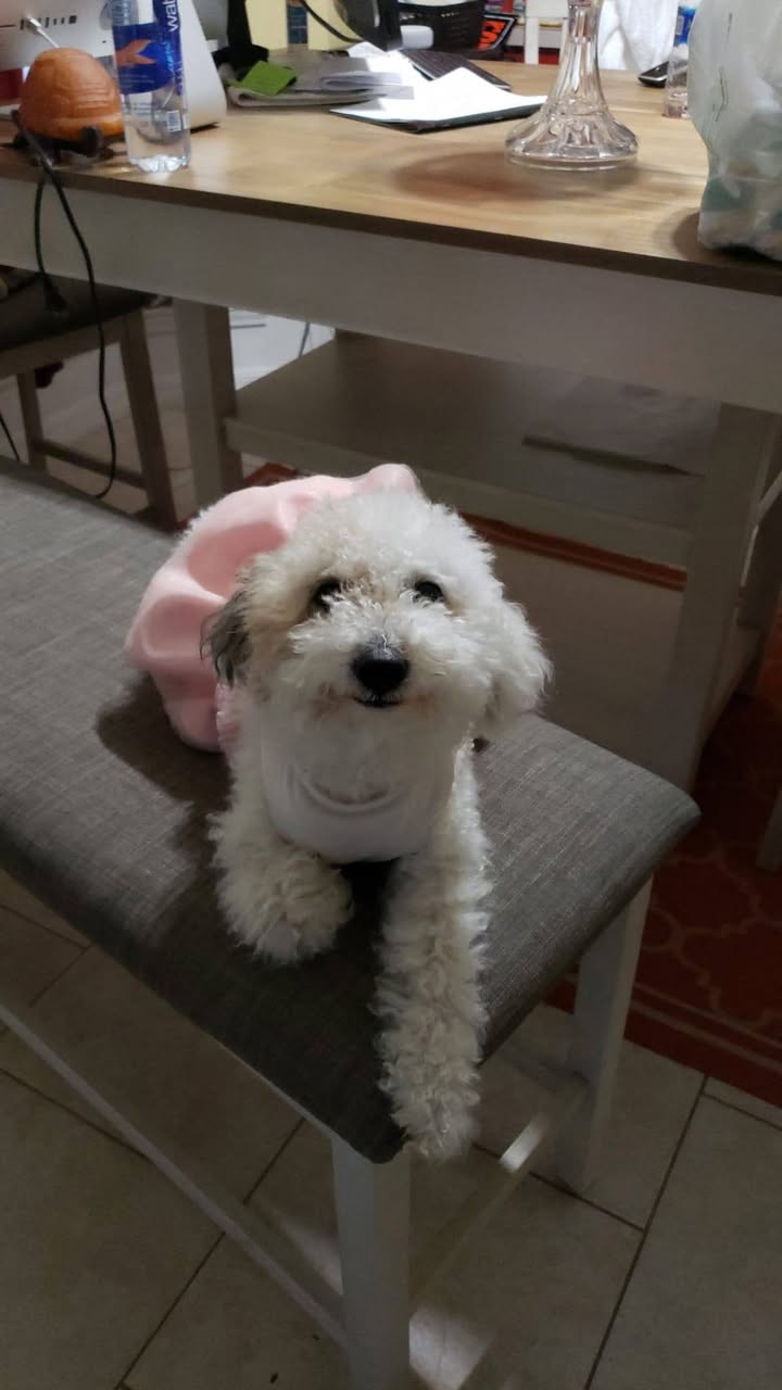 Lost dog