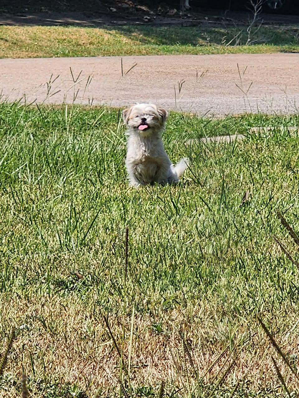 Found dog