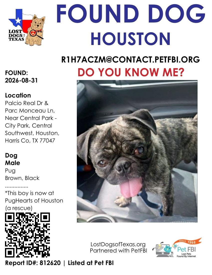 Found dog