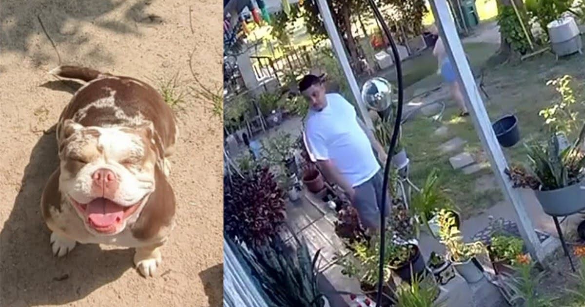 Lost Dog in Houston