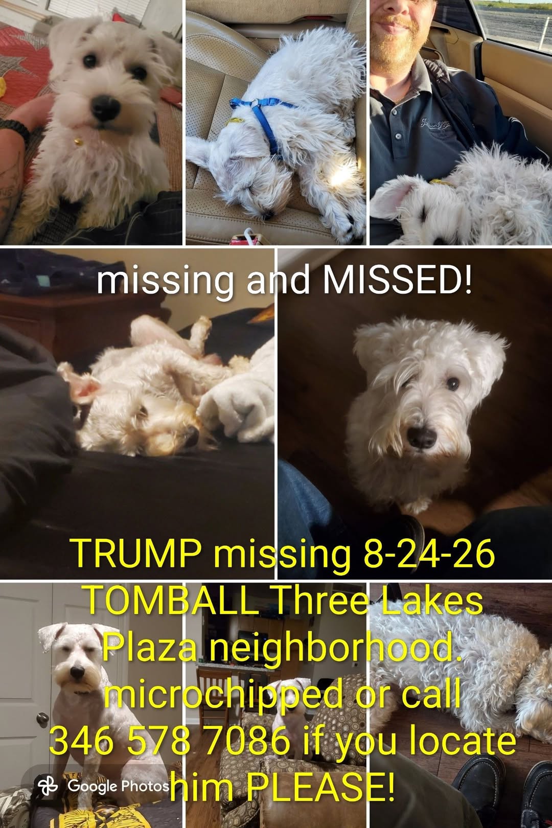 Lost Dog in Three Lakes Plaza