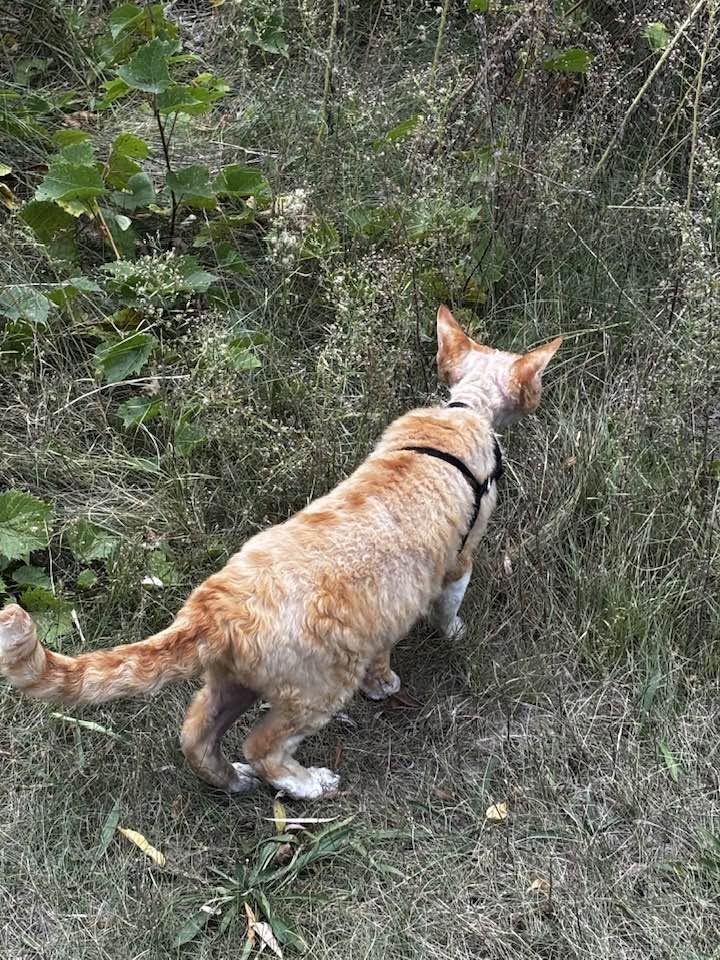 Found cat