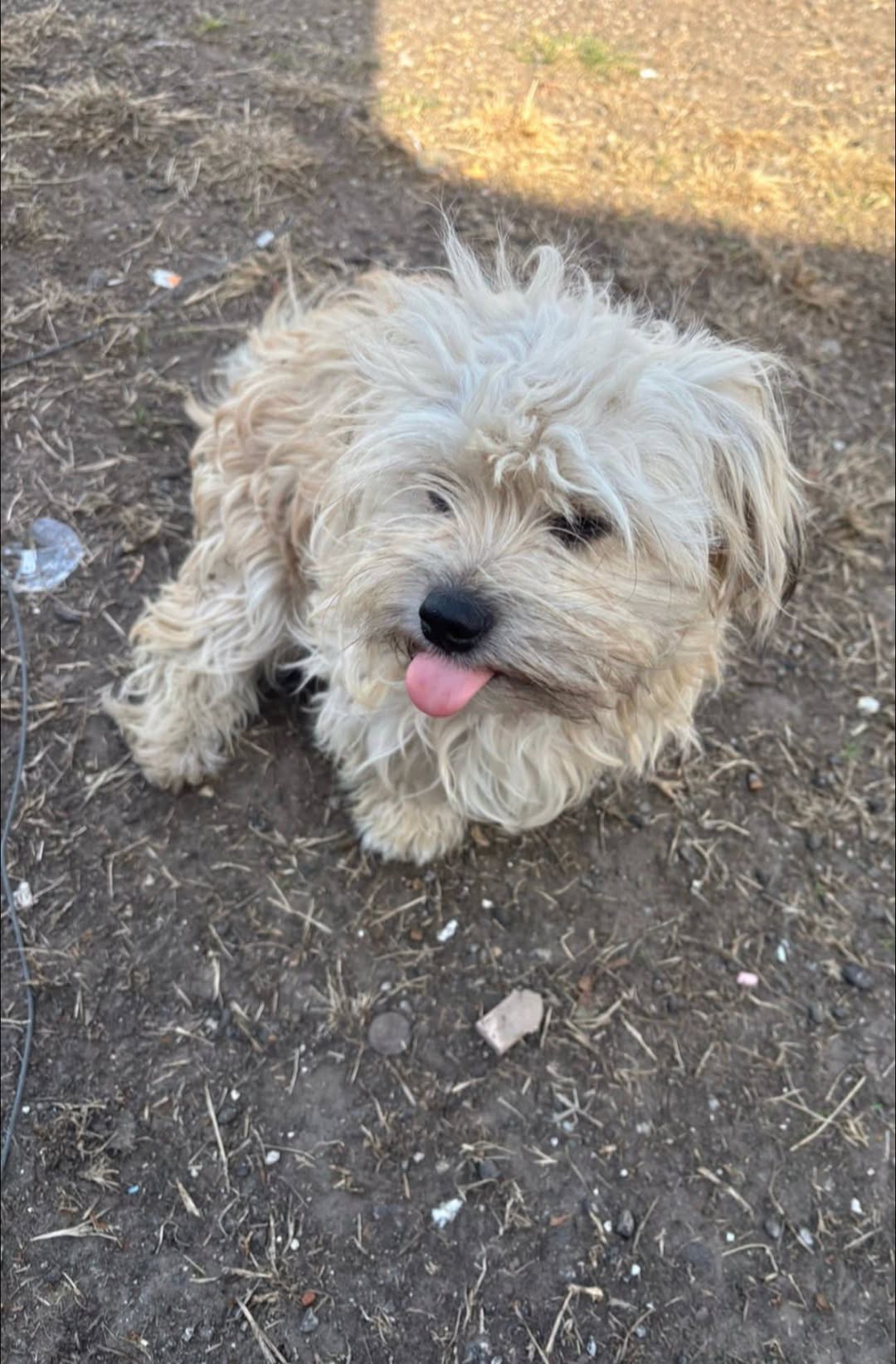 Lost Dog in Houston