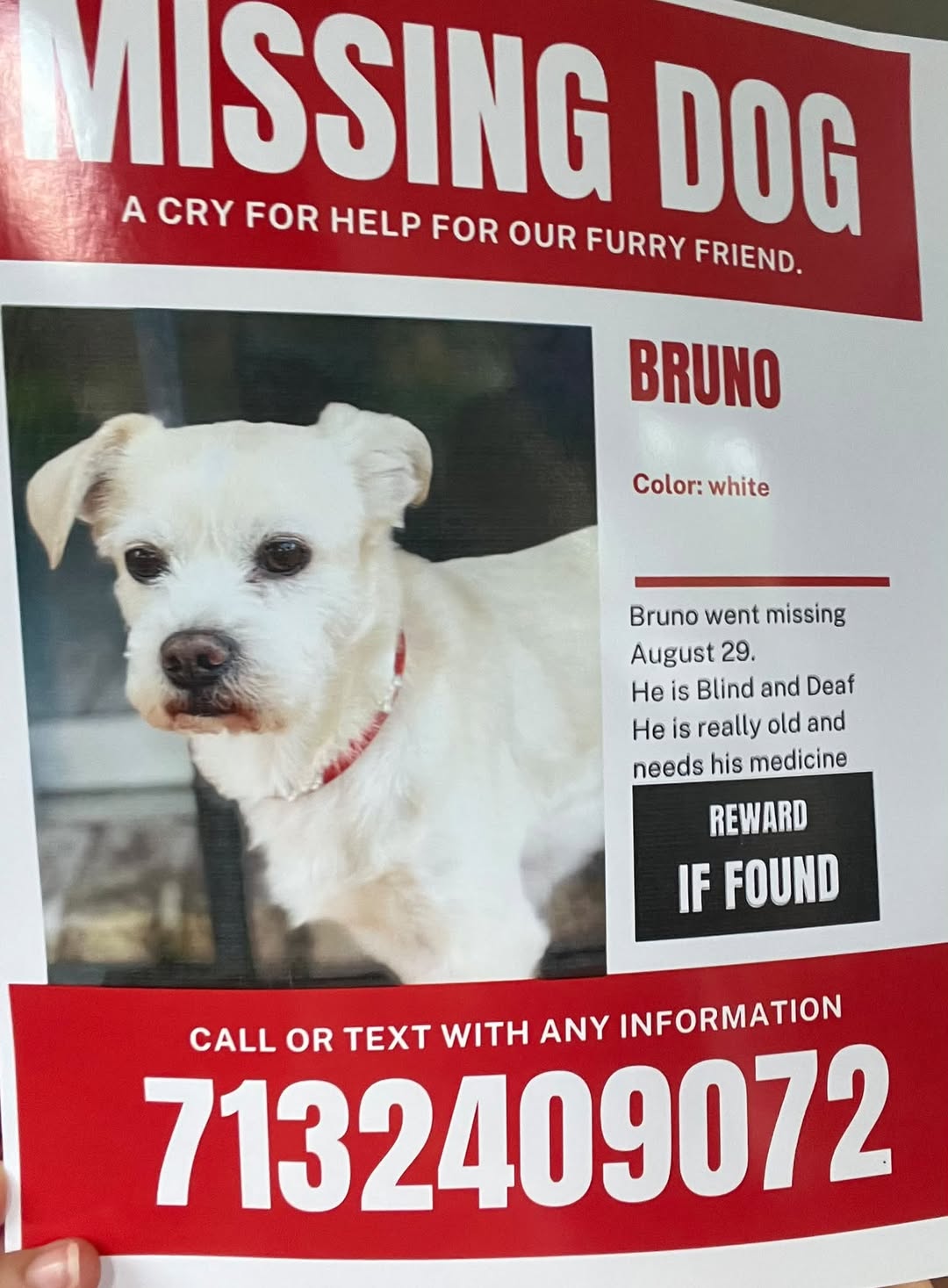 Lost Dog in Houston