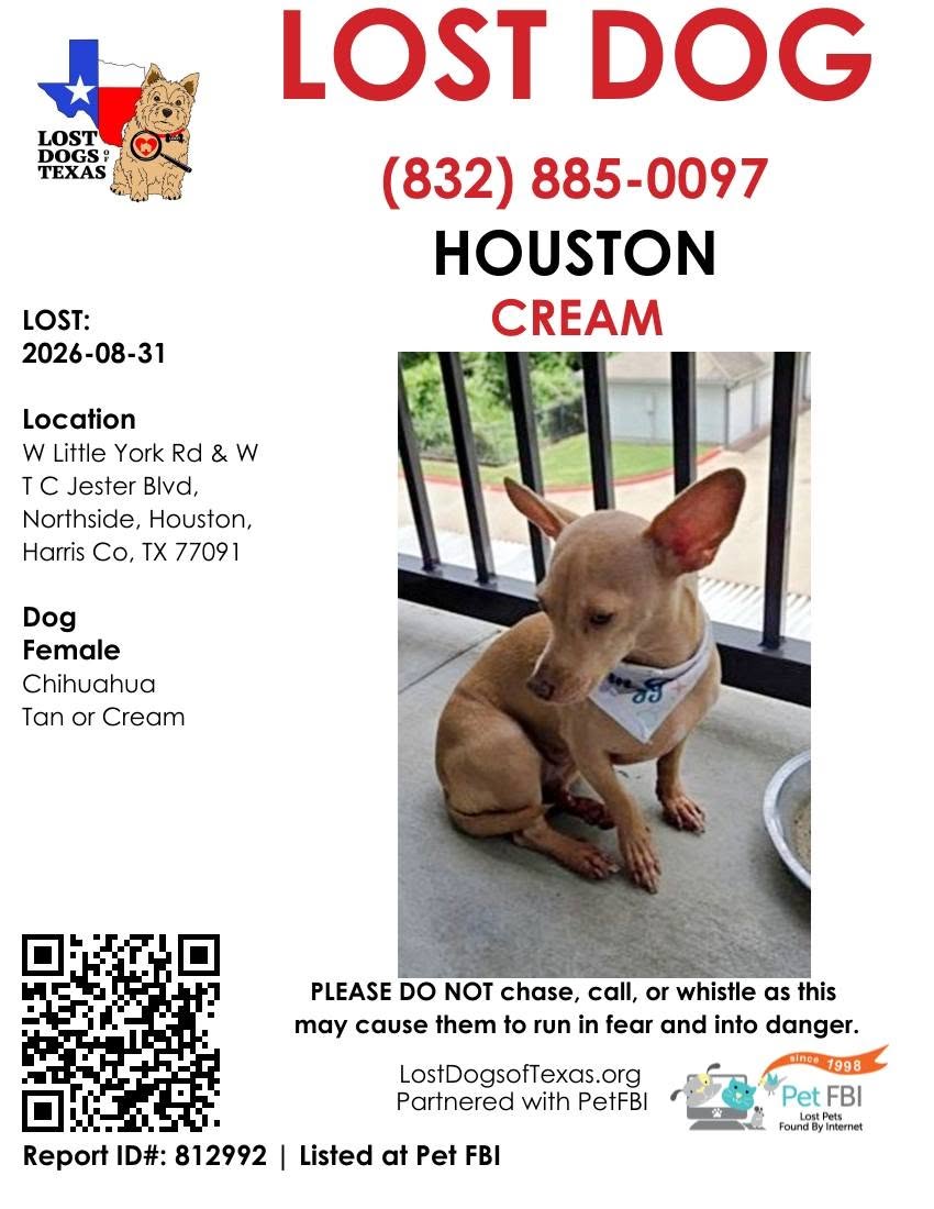 Lost dog