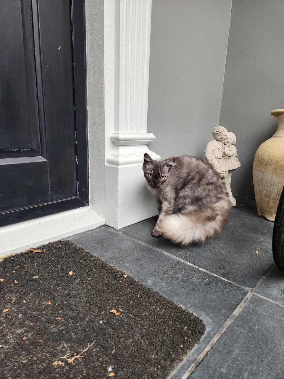 Found cat