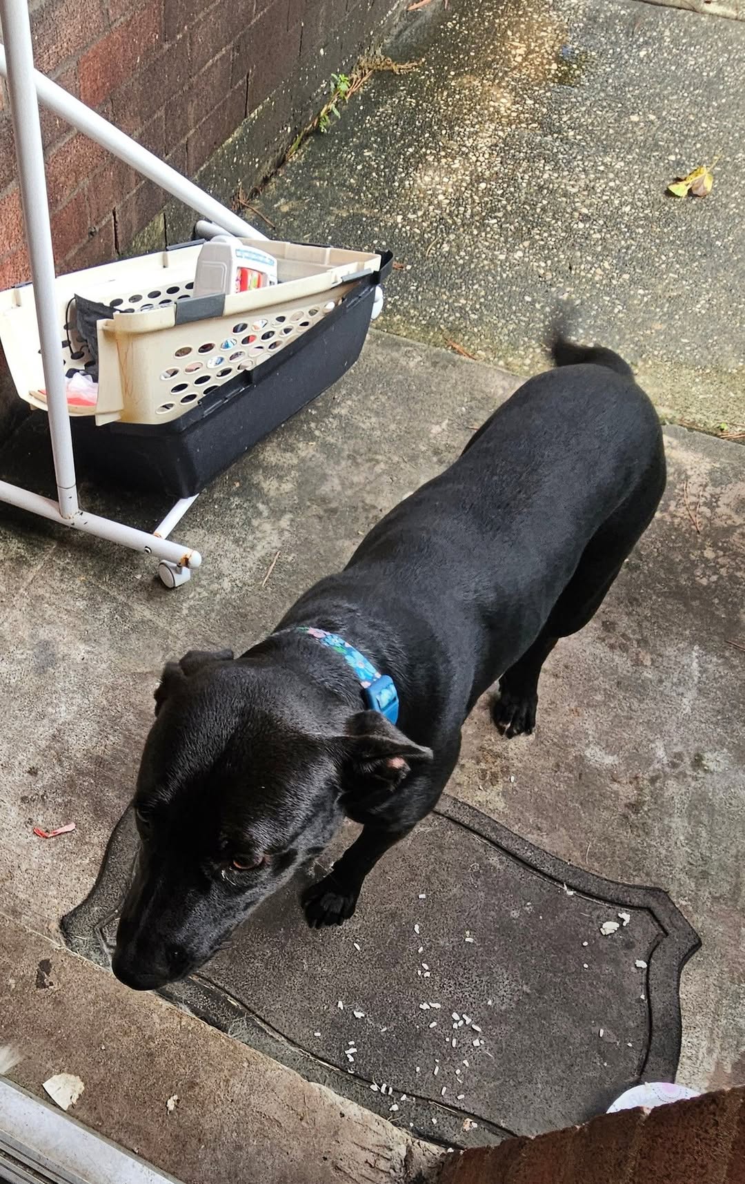 Found dog