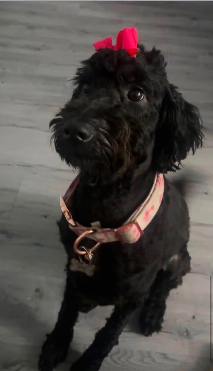 Lost Dog in Houston