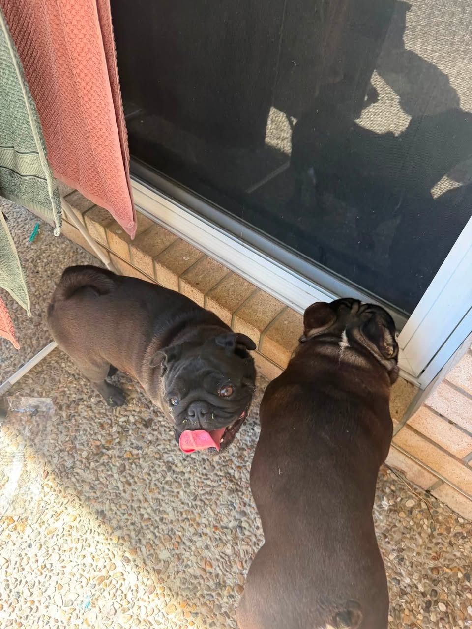 Found dog